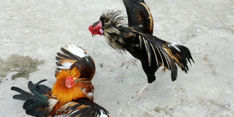 Loại hình thi đấu phổ biến trong đá gà trực tiếp C1